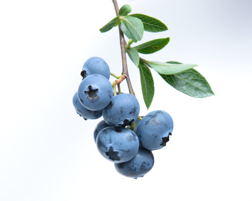 sprig of fresh blueberries with leaves