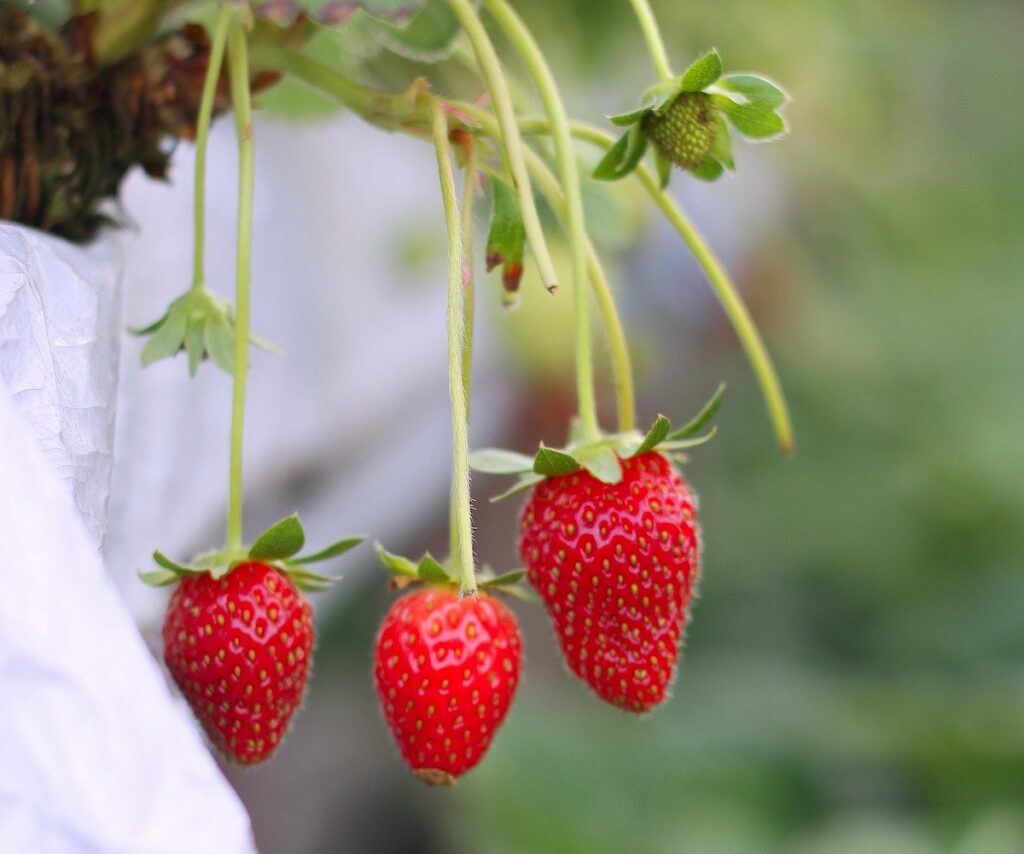 three fresh ripe strawberries and one green strawberry hanging from a strawberry plant